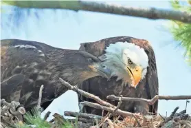  ?? PROVIDED BY BETH BERGER MARTIN ?? An adult bald eagle feeds its eaglet in June at a nest in Racine County.