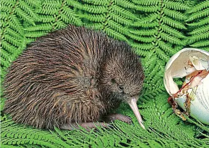  ?? ?? Heavy load: A just-hatched kiwi chick rests next to its egg shell at a wildlife park New Zealand