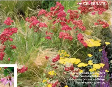  ??  ?? Stipa tenuissima adds texture to flat-headed achilleas and salvia spires (above), and wisps around echinacea (inset)