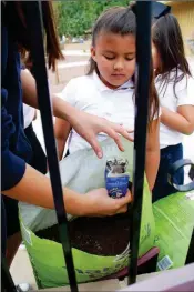  ??  ?? AN IC STUDENT WATCHES AS ANOTHER fills a milk carton with soil to start broccoli seedlings at the school’s garden Wednesday morning.