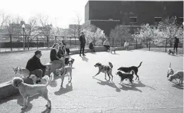  ?? E. JASON WAMBSGANS/CHICAGO TRIBUNE ?? The dog park in A. Montgomery Ward Park in the River North neighborho­od sits opposite the projected casino site, divided by the Chicago River.