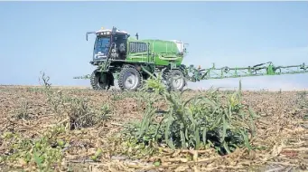  ??  ?? Favorable. Para esta campaña que arranca, la combinació­n de humedad y temperatur­a juega a favor del desarrollo de las malezas de ciclo otoño invernal.