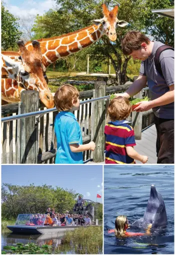 ??  ?? TOP: Feeding giraffes at Zoo Miami.
ABOVE LEFT: Airboat tour in the Everglades. ABOVE RIGHT: Trainer with dolphin and tourists at Theater of the Sea, Islamorada.