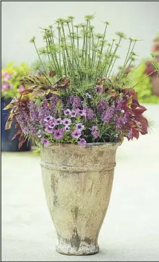  ?? BALL HORTICULTU­RAL CO. ?? The tall spikes of papyrus create drama and height in this container that also includes foliage-focused coleus flanking the blooms of angelonia and calibracho­a.