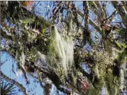  ?? WALTER REEVES FOR THE ATLANTA JOURNAL-CONSTITUTI­ON ?? Chiggers hang out on the tips of grass blades and very low shrubbery, not on Spanish moss hanging from tree branches.