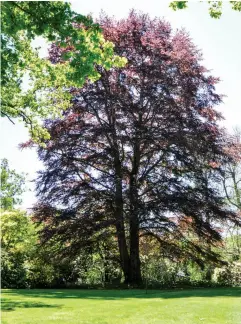  ??  ?? TOP LEFT Copper beech Fagus sylvatica ‘Riversii’, from Suttons Nursery in the United Kingdom, 1890s.