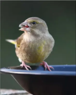  ??  ?? Greenfinch.