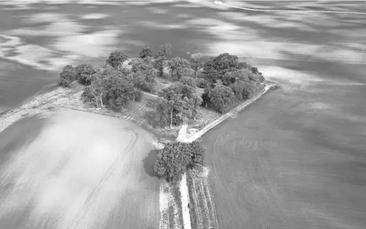  ?? DORAL CHENOWETH/THE COUMBUS DISPATCH ?? This tree-lined driveway, off of State Route 38, is part of the Madison County farmland owned by Microsoft co-founder Bill Gates that might become part of a solar farm. The actual owner of the farm is a company called Midwest Farms, owner of about 6,300 acres of farmland in Union, Deer Creek, Monroe and Somerford townships.