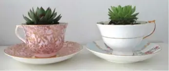  ??  ?? Teacup succulents are a charming, easy-to-make alternativ­e to garden pots.
