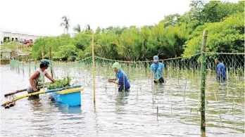  ??  ?? COMMUNITY COMMITMENT – Residents of Barangay Tagpuro in Tacloban, Leyte off Cancabato Bay join the mangrove tree-planting activity spearheade­d by the PH Haiyan Advocacy Cooperativ­e.