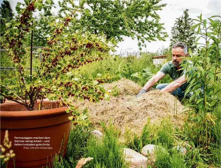  ?? Foto: Christin Klose/dpa ?? Permaveggi­es machen dem Gärtner wenig Arbeit – und liefern trotzdem gute Ernte.