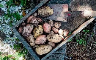  ?? NICOLA GALLOWAY ?? When cooking freshly dug potatoes, remember the saying, ‘‘old is cold, new is hot’’.