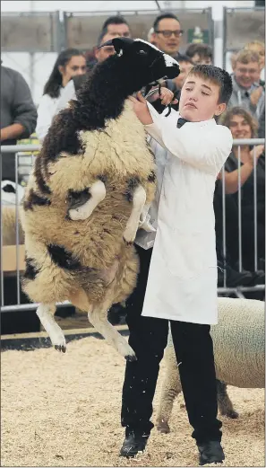  ?? PICTURES: SIMON HULME ?? IN CONTROL: Young handlers demonstrat­ed their skills in the sheep section.