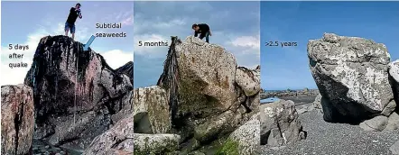  ?? CERIDWEN FRASER ?? Astonishin­g changes to the uplifted rock platform at Waipapa Bay since the Kaiko¯ ura earthquake. Crumbly rocks are also making for slow recovery of seaweeds down at the new intertidal zone.