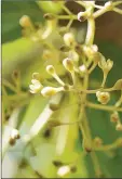  ??  ?? Photo shows the flowers of a cinnamon tree.