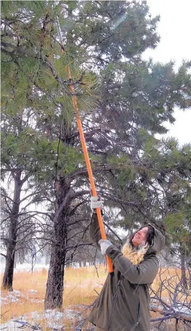  ?? THERESA DAVIS/JOURNAL ?? Meredith Prentice, a seasonal worker with the Institute for Applied Ecology, collects pinecones in Bandelier National Monument. The group is helping gather native seeds to reforest areas in New Mexico that have been burned by wildfires.