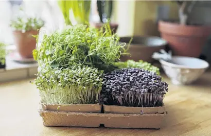  ??  ?? Microgreen­s can reward the impatient gardener in as little as five days.