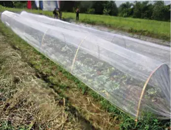  ??  ?? A net protects the plants from insects and intense rain.