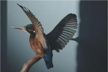  ??  ?? Above: a kingfisher in flight demonstrat­es the artistry of Swiss-born Kim Wagner