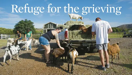  ?? DARIO LOPEZ-MILLS/AP PHOTOS ?? Johanna Fierstein, center, and Erik Denton, right, pet animals Oct. 4 at the Selah Carefarm in Cornville, Arizona.