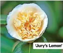  ?? ?? ‘Jury’s Lemon’