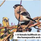  ?? Charlie Elder ?? A female bullfinch on the honeysuckl­e arch