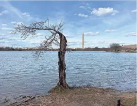  ?? CYBELE MAYES-OSTERMAN/USA TODAY ?? Stumpy sits on the banks of the Tidal Basin around the corner from the Jefferson Memorial.