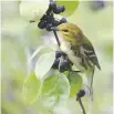  ?? GIOVANNI PARI ?? The Black-throated Green Warbler has been one of the most common species reported recently.