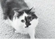  ?? THE ASSOCIATED PRESS, ANIMAL PLANET ?? Lux, a Portland, Ore., cat featured on Animal Planet’s My Cat From Hell is notorious for prompting its owner to call 911 after hiding from the feline when it turned belligeren­t.