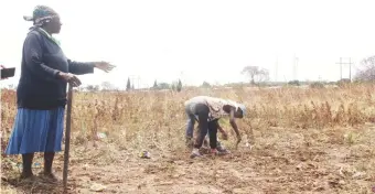  ??  ?? Gogo Eveline Chakonye (left) prepares the land with her grandchild­ren at New Magwegwe suburb in Bulawayo recently