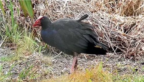  ?? RENEE CLAYTON/FAIRFAX NZ ?? Residents thought the fletchings of the arrow were part of the pukeko’s wing.