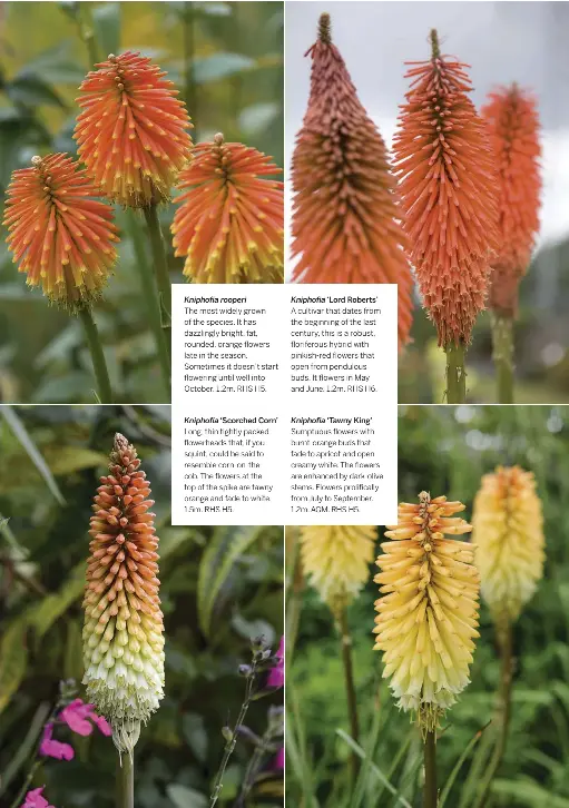  ??  ?? Kniphofia rooperi The most widely grown of the species. It has dazzlingly bright, fat, rounded, orange flowers late in the season. Sometimes it doesn’t start flowering until well into October. 1.2m. RHS H5.
Kniphofia ‘Scorched Corn’ Long, thin tightly packed flowerhead­s that, if you squint, could be said to resemble corn-on-the cob. The flowers at the top of the spike are tawnyorang­e and fade to white. 1.5m. RHS H5.
Kniphofia ‘Lord Roberts’
A cultivar that dates from the beginning of the last century, this is a robust, floriferou­s hybrid with pinkish-red flowers that open from pendulous buds. It flowers in May and June. 1.2m. RHS H6.
Kniphofia ‘Tawny King’
Sumptuous flowers with burnt-orange buds that fade to apricot and open creamy white. The flowers are enhanced by dark-olive stems. Flowers prolifical­ly from July to September. 1.2m. AGM. RHS H5.