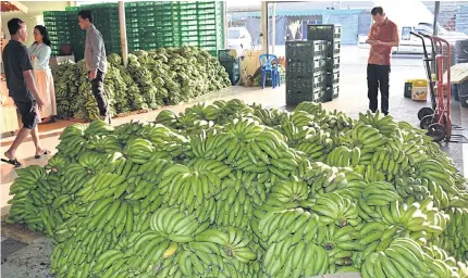  ??  ?? Bunches of bananas are ready for packing at a Ban Lat warehouse.