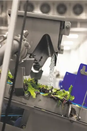  ??  ?? Greens are washed before being packaged at Taylor Farms, which processes 120 million servings of vegetables a week in salads, stir-fry kits and other products.