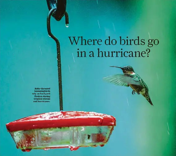 How Do Hummingbirds Survive a Hurricane: Stunning Nature Secrets Revealed