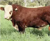  ??  ?? Talbalba's Lot 3 (Horned) is known for good muscle, marbling and maternal traits.