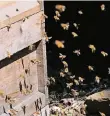  ?? FOTO: BIENENMUSE­UM DUISBURG ?? Die Rumelner Bienen im Anflug.