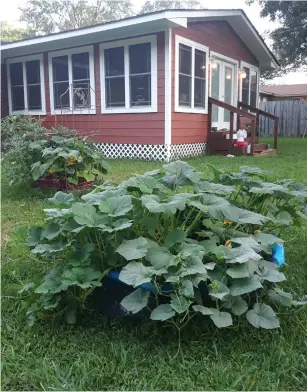  ?? PHOTO BY CHRISTY BUSBY WORSHAM ?? Above: Wading into the gardening arena with two kiddie pools and a few tomato, squash and pepper plants soon consumed said pools and the first-time gardener’s free time.