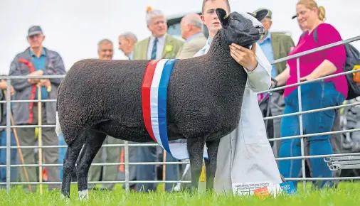  ??  ?? CHAMPION OF CHAMPIONS: The Zwartbles and sheep interbreed winner from brothers Liam and Ryan Sharp of Gorthleck, Inverness