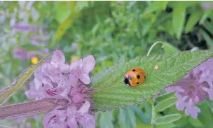  ??  ?? ●The seven-spot ladybird is the most common