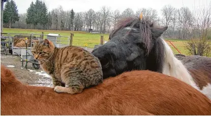  ??  ?? Da war Kater Mysla schneller als Pferde Besitzerin Uschi Apfelbaum aus Druisheim (Kreis Donau Ries). Der Kater hat sich selbst das Reiten beigebrach­t und braucht weder Sattel noch Trense. Auch der gescheckte Therapie Wallach Frekur bewundert den kühnen...