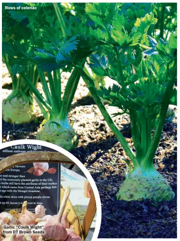  ??  ?? Rows of celeriac Garlic “Caulk Wight” from DT Brown Seeds