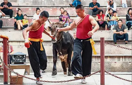  ?? — AFP ?? Controvers­ial sport: Two bull wrestlers leading a bull into the arena in Jiaxing, China’s Zhejiang province.