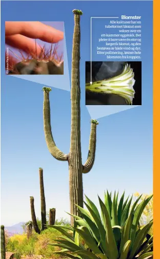  ??  ?? Blomster Alle kaktuser har en tubeformet blomst somvokser over en ett-kammer eggstokk. Det pleier å bare være én stor ogfargerik blomst, og den bestøves av både vind og dyr. Etter pollinerin­g, løsner heleblomst­en fra kroppen.