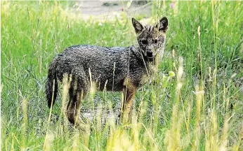  ?? Velkých kopytníků mezi Milovicemi a Benátkami nad Jizerou na Nymbursku má rozlohu zhruba 160 hektarů. Nejdříve se na jejích pláních zabydleli divocí koně. Na snímku vpravo je klisna Hellie, oficiálním jménem z plemenné knihy Hell’s Ange, se svým již desát ??