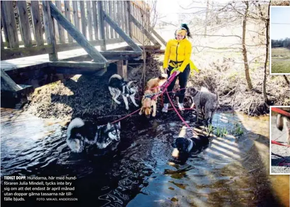  ?? FOTO: MIKAEL ANDERSSON ?? TIDIGT DOPP. Hundarna, här med hundförare­n Julia Mindell, tycks inte bry sig om att det endast är april månad utan doppar gärna tassarna när tillfälle bjuds.