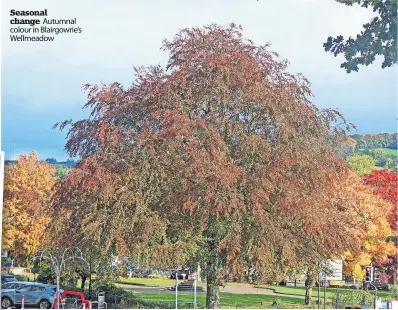  ?? ?? Seasonal change Autumnal colour in Blairgowri­e’s Wellmeadow