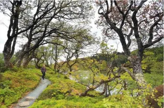  ??  ?? OLD GROWTH
The twisted oaks of an ancient wood flourish on the shore of Loch Coille-Bharr.