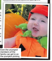  ??  ?? Even the youngest members of the family can get in on the pumpkin picking