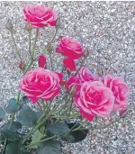  ??  ?? Some of the lovely roses in the garden of reader Harry Greig, Coupar Angus.